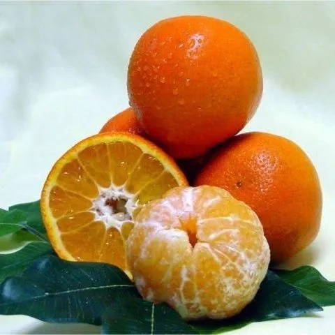 thumbnail for publication: Estimating Willingness to Pay for New Mandarin Cultivars: A Revealed Preference Approach